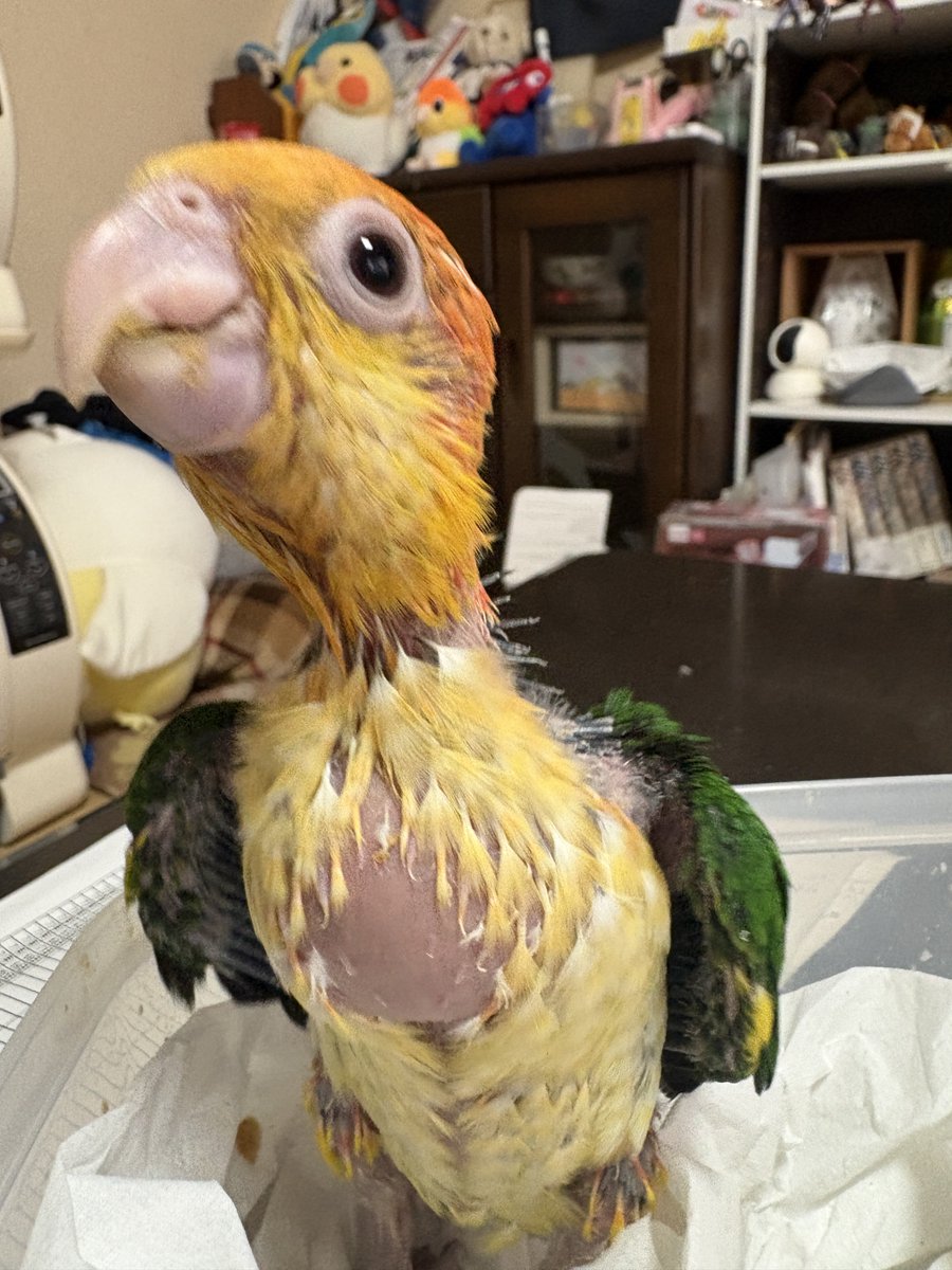 ヒナ商品です 今日のヒナちゃんず🐥1号ちゃん（右）3号ちゃん（左）2羽とも元気