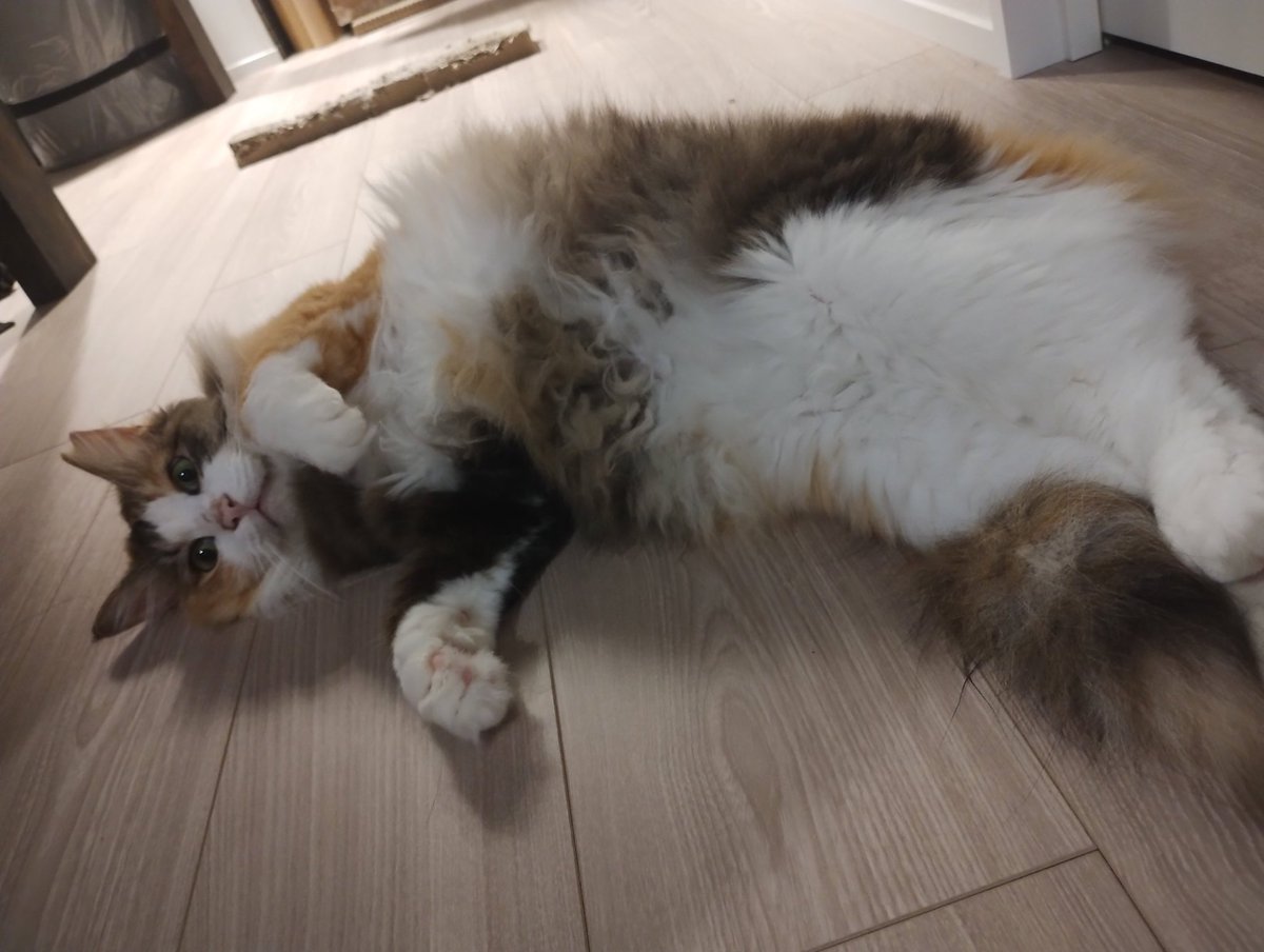 LeonyCallaghan's tweet photo. えっ！もう7月なの？
いや6月31日だよね！！
だから、6月の写真集🐾🐾🐾
#ノルウェージャンフォレストキャット #ねこ #猫 https://t.co/gAt7v4nLPT