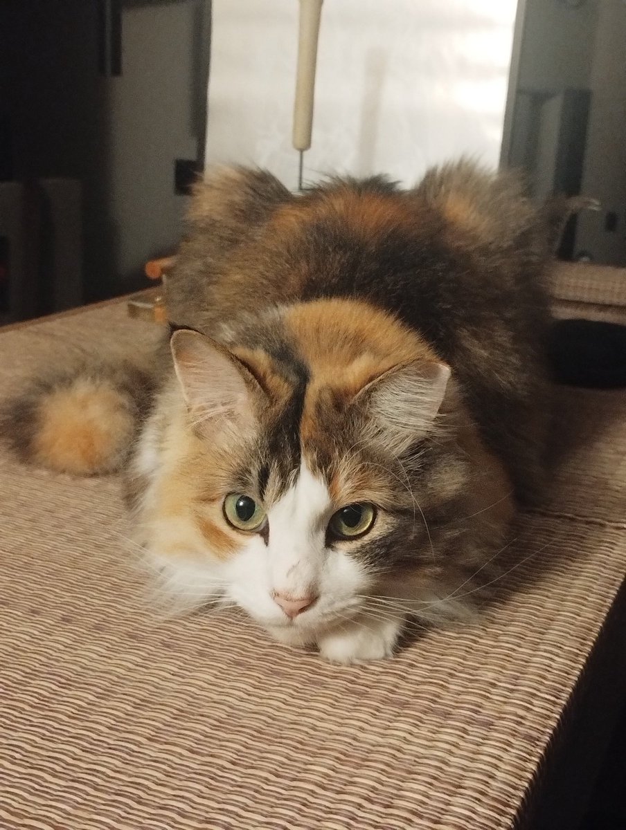 LeonyCallaghan's tweet photo. えっ！もう7月なの？
いや6月31日だよね！！
だから、6月の写真集🐾🐾🐾
#ノルウェージャンフォレストキャット #ねこ #猫 https://t.co/gAt7v4nLPT
