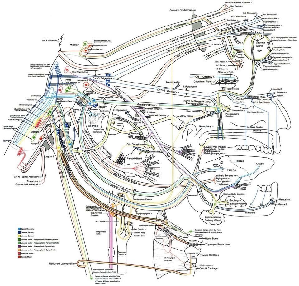 OGdukeneurosurg's tweet photo. Spectacular view of brainstem a major bidirectional superhighway https://t.co/kHCFUfx6YI