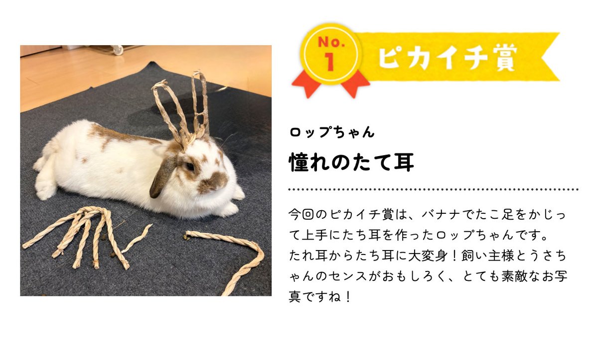 うさぎのしっぽ (@sippo_info) / Posts / X