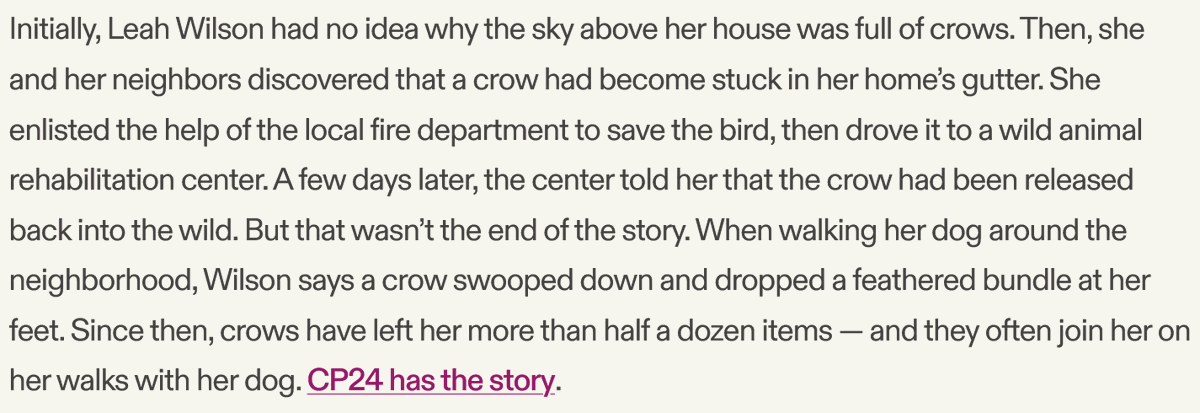 MikeZigi's tweet photo. 😭 Summary from Tangle. From the linked article:

"Since then, crows have left more than half a dozen items for Leah—from sticks to balls of moss to a smaller bird’s nest." https://t.co/HKiW79fnVu