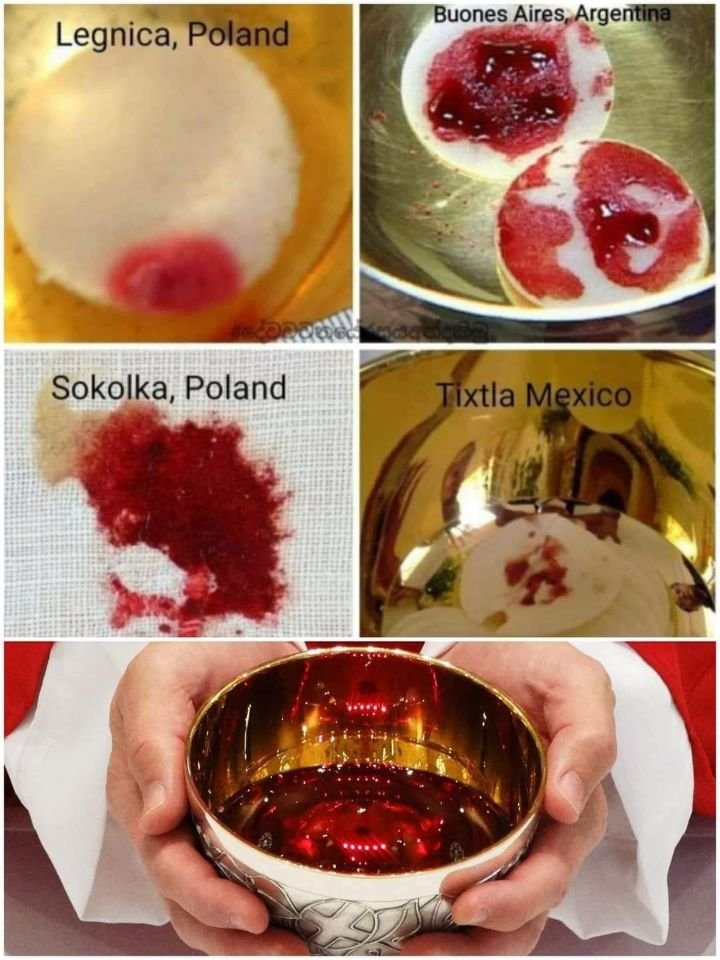 JustAdaugoijele's tweet photo. Signs of Christ’s Real Presence in the Eucharist https://t.co/RNPJmTzWr6