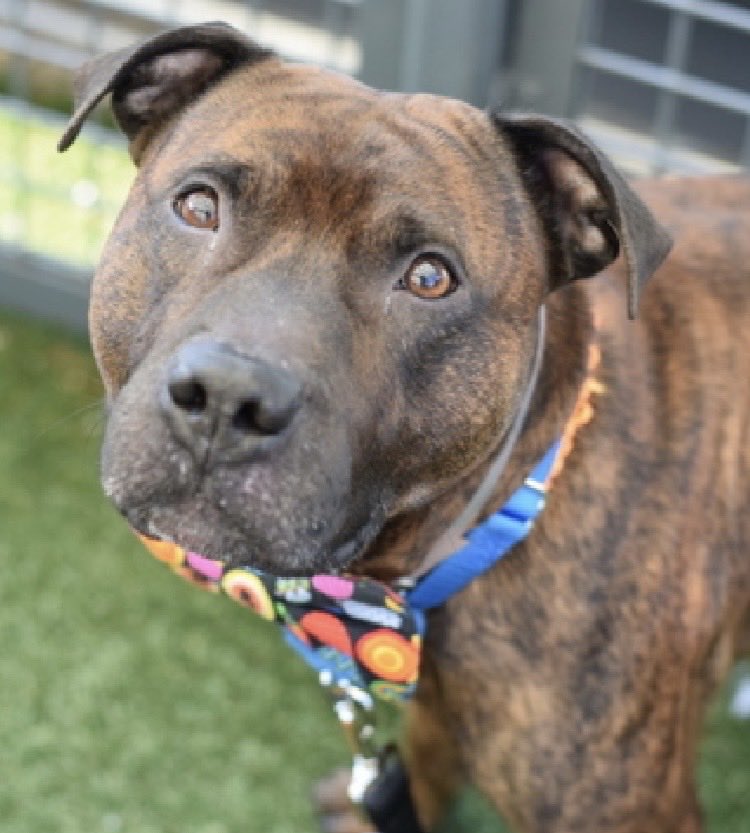 MoishesMom's tweet photo. ‼️ Quinn • NYCACC • Long Stay ‼️

8️⃣9️⃣days in the kill pound is too long

Quinn’s Bio ℹ️ 🔗 ⬇️

https://t.co/55mliYxGTn

This outfit’s just kill listed several long stays…one over six months…he’s a beautiful Brindle boy with the best set of lower Toofies 🦷🦷🦷🦷💞💞

DM @notthesameone2 to start the application process 👊🏻

Quinn is a Stunner—let’s get him out!