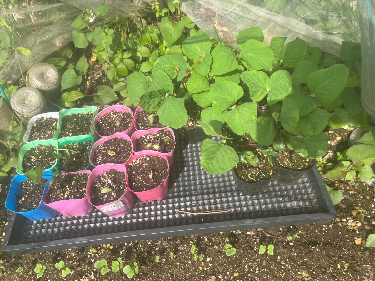 uma1208's tweet photo. 現在地。かぼちゃが大きくなってきたから折れないように支えを作らないといけないのと…じゃがいもは今日、収穫予定。後作の枝豆は黒ポットが秘伝、顔を出し始めたピンクが湯上がり娘。

 #家庭菜園 https://t.co/aC41reugSK