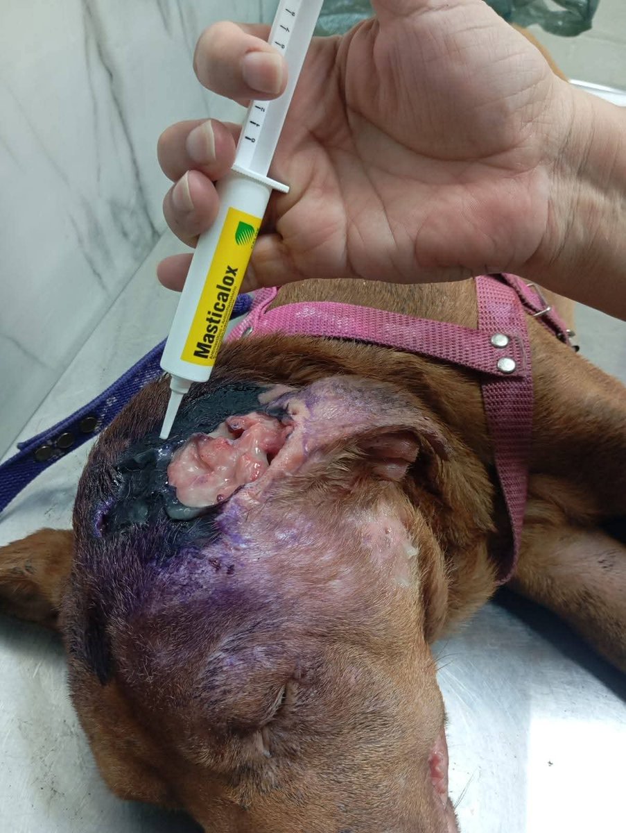 lyssitta's tweet photo. ****ADVERTENCIA DE IMÁGENES SENSIBLES ⚠️ ****
#CasoPropio

TYSON 🐶

Reportado el día de ayer con una grave infestación de gusano barrenador.
Ahora fue llevado a Veterinaria Ciudad Mascota, en Santa Lucía, Ilopango, donde recibió atención médica

DIAGNÓSTICO : tiene una lesión severa en el lado izquierdo de su cabeza. Presenta una cavidad que compromete el oído, los músculos que sostienen la oreja y el tejido cercano al ojo. Los gusanos no solo estaban en la herida visible, sino que habían avanzado por debajo de la piel, provocando múltiples cavidades y dejando una gran cantidad de tejido muerto.
Durante el procedimiento se retiraron gusanos en todas sus etapas de desarrollo, se realizó una limpieza profunda, desbridamiento del tejido afectado, lavado de las heridas, aplicación de medicamento tópico, vendaje e inyecciones para estabilizar su condición.

Vet Marisol recomienda que Tyson sea llevado para continuar con las limpiezas y el tratamiento. Posteriormente, cuando ella lo indique, los cuidados deberán continuar en su resguardo temporal 

Su recuperación será lenta y delicada, ya que perderá una gran cantidad de piel en la cabeza mientras el tejido sano se regenera.

Tambien presenta una lesión en su pata delantera derecha: una falange permanece expuesta y varios dedos están inflamados. Será necesario esperar a que la inflamación disminuya para que el equipo veterinario pueda determinar el tratamiento más adecuado

Quiero dar agradecimiento especial a IVETH quien será su resguardo temporal e hizo que la condición de Tyson fuese visible 🙏🏻🙏🏻🙏🏻

También infinitas gracias en nombre de Tyson a quienes se han unido a su caso 🙌🏻
🐾 SONIA EVELYN CUADRA
🐾 DALYLAH PORTILLO
🐾 ALFREDO ERNESTO MEJIA
🐾 CLAUDIA JEANNETTE CORTEZ
🐾 MAURICIO ESCOBAR
🐾 FABIOLA MARTÍNEZ
🐾 MAURICIO TEJADA
🐾 INMAR HERNÁNDEZ
🐾 IVANIA GONZÁLEZ
🐾 RAQUEL ÁVILA
🐾 CATHERINE DÍAZ (su apoyo de $50 fue directo a Veterinaria )

Oro y miel a sus manos ✨

✅ Se pagó $10 de transporte y $93.35 en Veterinaria ✅ 

Seguiremos informando sobre su evolución que esperamos sea positiva
Gracias a todos los que  apoyan a estos seres 🐾 uds son los héroes ❤️