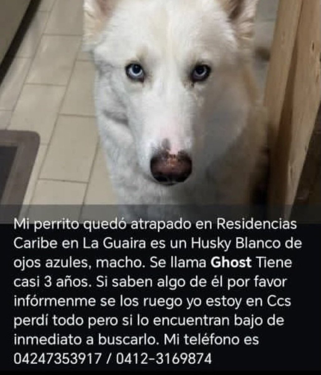 gracon27's tweet photo. #LaGuaira
#Caribe

🚨🚨🚨Se busca 🚨🚨🚨
Favor difundir 🐶🙏🏻 🇻🇪♥️ https://t.co/s0bzBq1kCJ