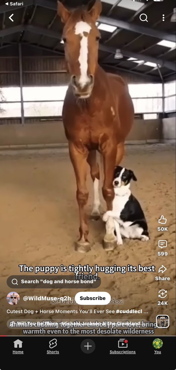 Analou494's tweet photo. Cutest Dog + Horse Moments You’ll Ever See #cuddleclones #horsevideo #do... https://t.co/AJT20CTot1 via @YouTube https://t.co/X2eiaIltu1