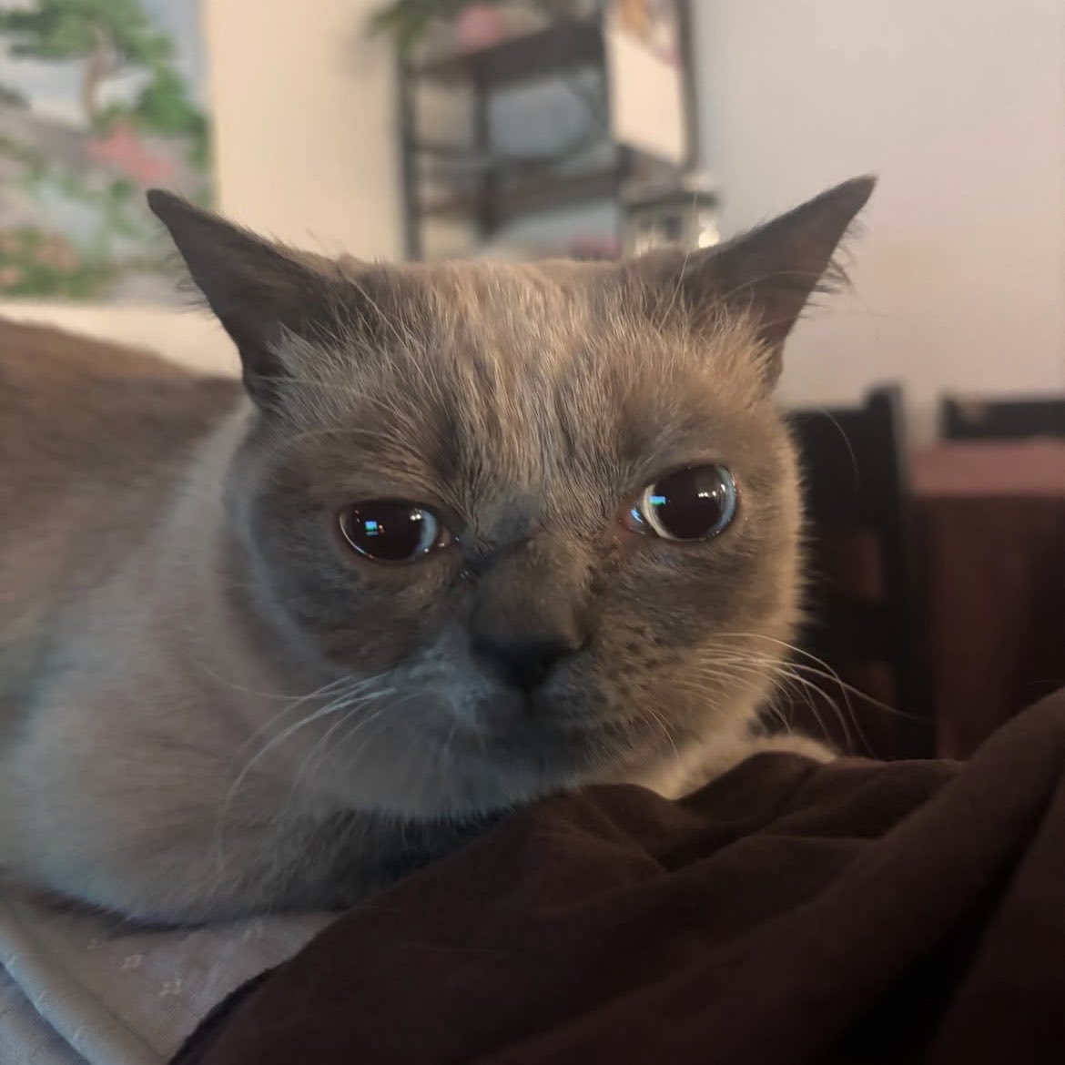 swinkying's tweet photo. i kinda Look like this if that’s ok with u https://t.co/x816mV6s73