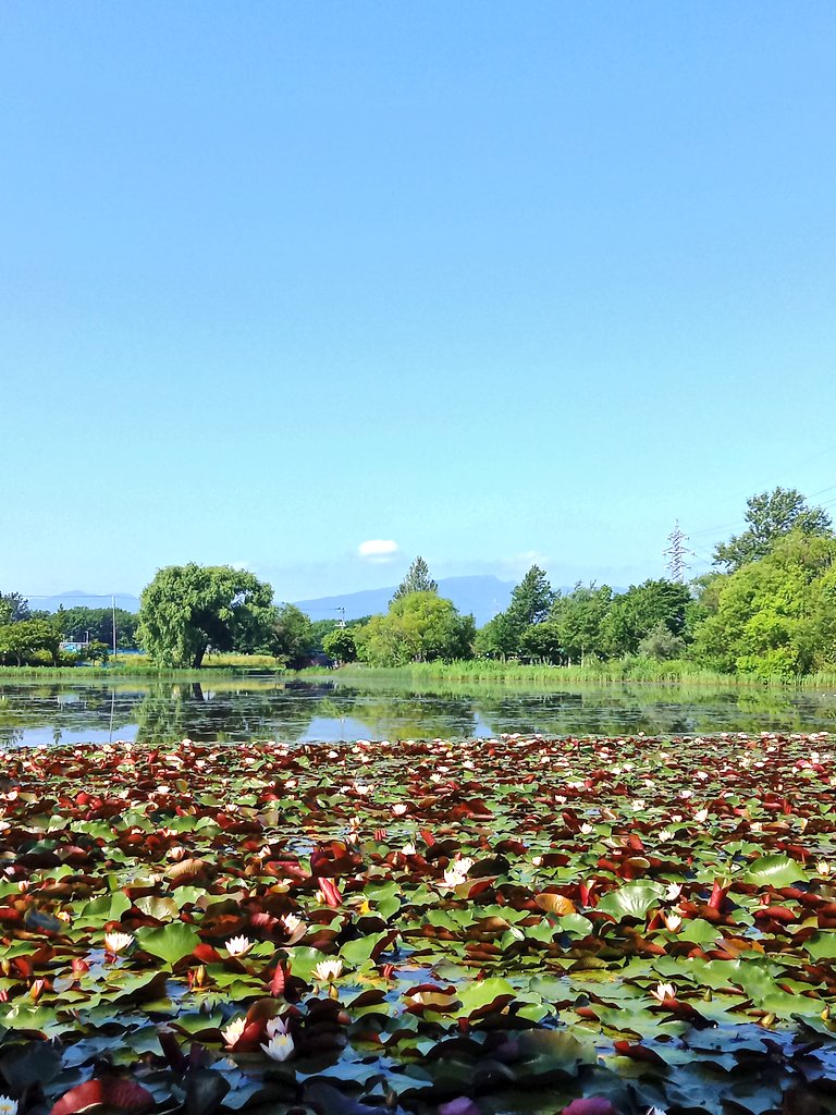 PM____9's tweet photo. ◇朝散歩🚶‍♂️
🌞 18℃ 北 0.8m/s
◆5.18k-64分-TE2.2-109bpm
スタートは18℃でしたが、その後22℃まで上昇！
風もほぼ無風で、強い日差しがジリジリと暑かった〜 
そんな暑さの中でも、朝の光を浴びてキラキラ咲くスイレンに癒されました 🪷
見上げれば最高の青空が広がっています。
#朝散歩 #イマソラ https://t.co/RwQ62jRgY9