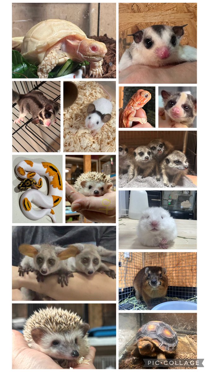 TinyTotTail's tweet photo. 7/5〜7/6
レプタイルズフィーバー2026 ATCホール
に連れて行く生体一覧です！
珍しい小動物、厳選された多肉植物、ここにしかない1点物の動物プランターなど

◎ オオガラゴ ♂♀(ペア可)
◎ アルビノ ケヅメリクガメ⁉️
◎ ミーアキャット ベビー ♂♀ 🩷
◎ ケープハイラックス
◎ チンチラ
・バイオレット 🇨🇦
・スタンダードグレー (アンゴラキャリア) 自家繁殖
◎ ハリネズミ　各種🦔
◎ パームシベット パイド 
激カワ 慣れています💕 特価
◎ プレーリードッグ ♂♀ 計3匹 (ペア可)
◎ フクロモモンガ 各種
◎ アフリカチビネズミ イベント特別価格⁉️
◎ パンダマウス
◎ アフリカヤマネ自家繁殖 ※ イベント特別価格⁉️
◎ ボールパイソン　激美厳選‼️
◎ フトアゴヒゲトカゲ (アルビノ) ベビー　※ イベント特別価格⁉️
◎ スキニーハムスター  ※イベント特別価格⁉️
◎ シリアンハムスター レックス
◎ アカアシガメ
◎バブコックヒョウモンリクガメ
その他、飼育用品、グッズなど

皆様お気をつけてお越しください

#レプタイルズフィーバー #ATCホール #TinyTotTail #ケヅメリクガメ #ガラゴ #オオガラゴ