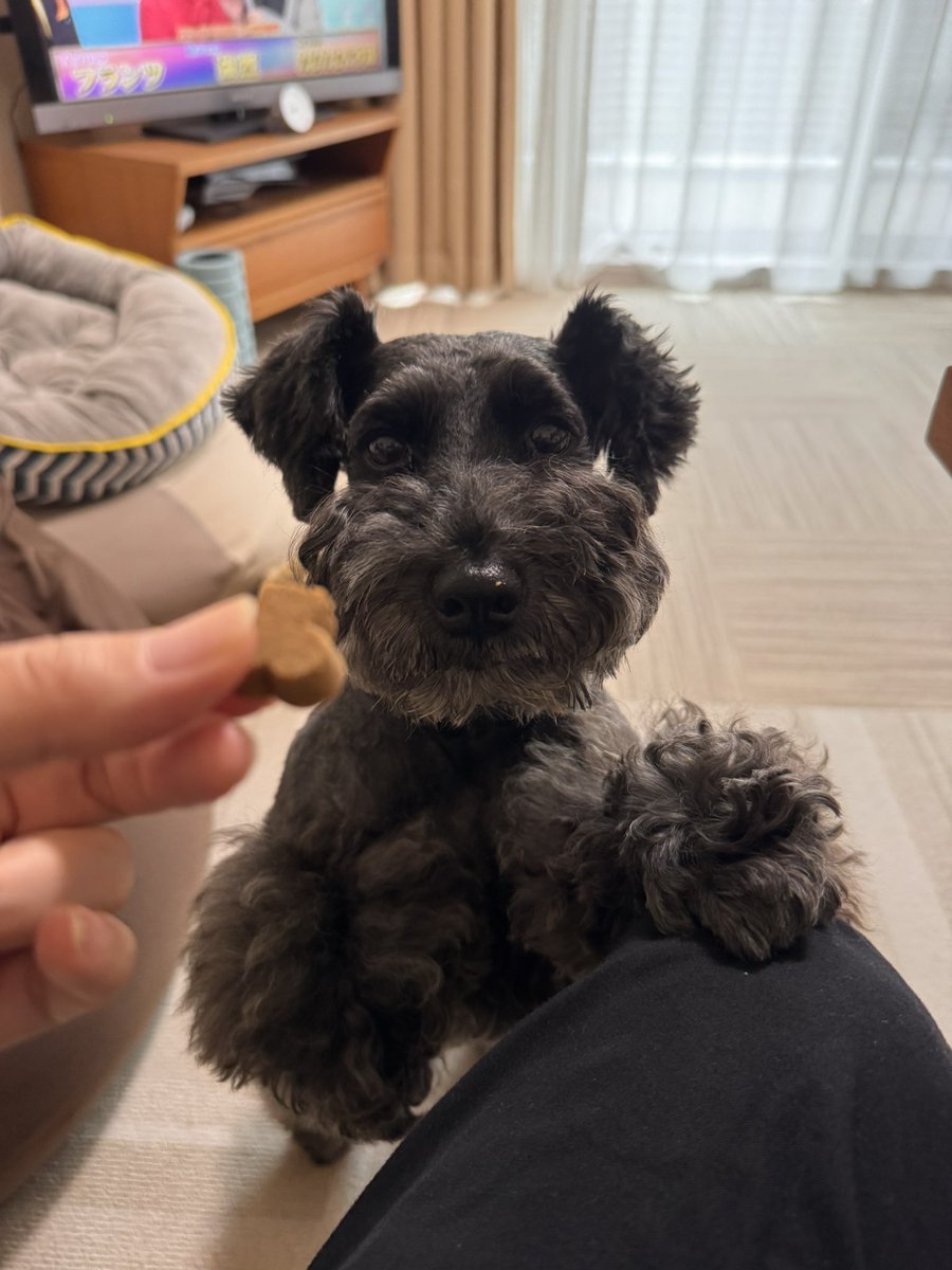 baudogs's tweet photo. 1日遅れで美味しいお薬ゲットです💊✨ https://t.co/hSrx0OmFZg