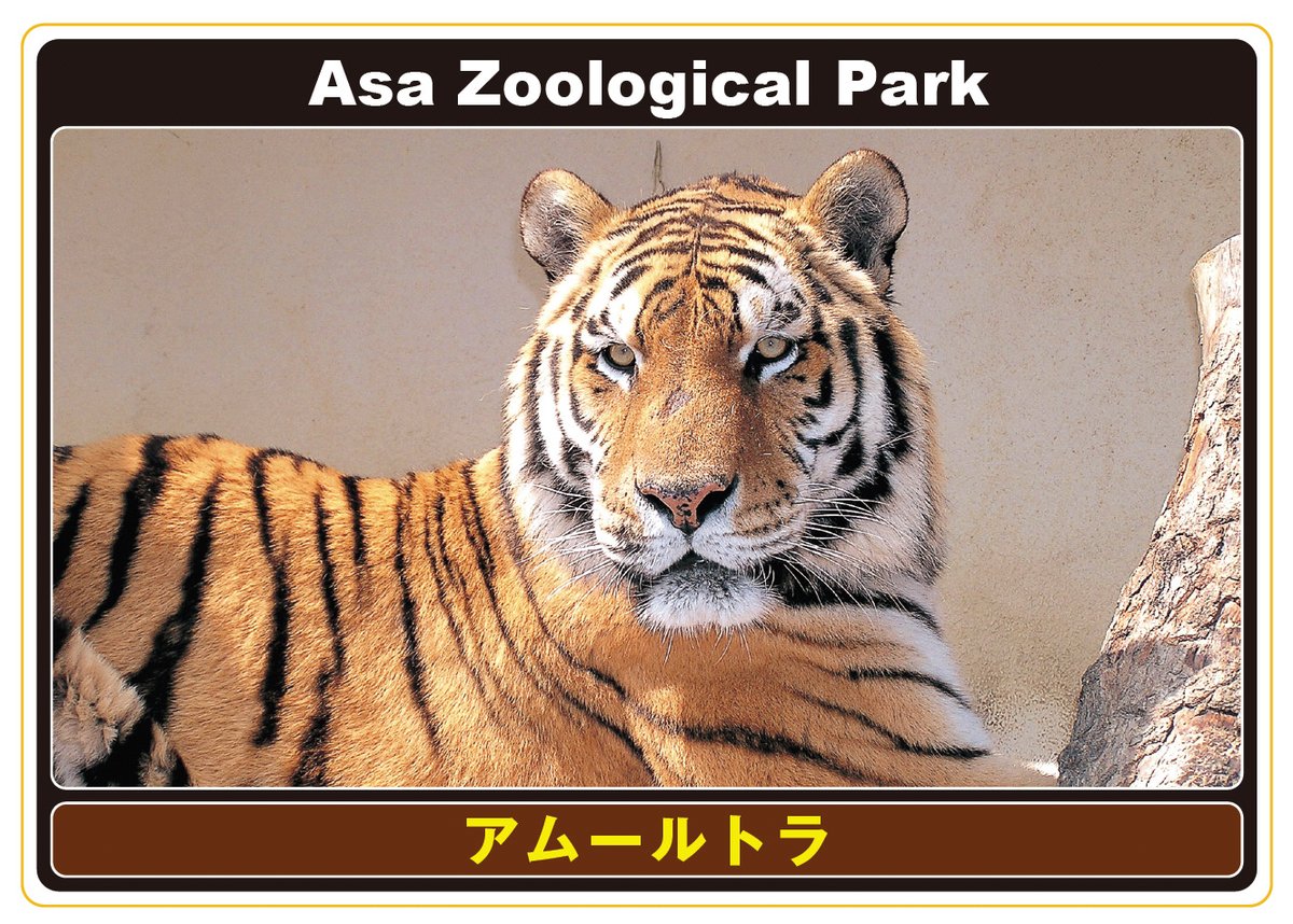 asa_zoo's tweet photo. 安佐動物公園は現在雨が降っています。 雨の日限定アニマルカードを配布します。 本日のカードは「レッサーパンダ」です。  動物科学館1階配布コーナーにてお取りください。 https://t.co/Ndyhr6g6yG