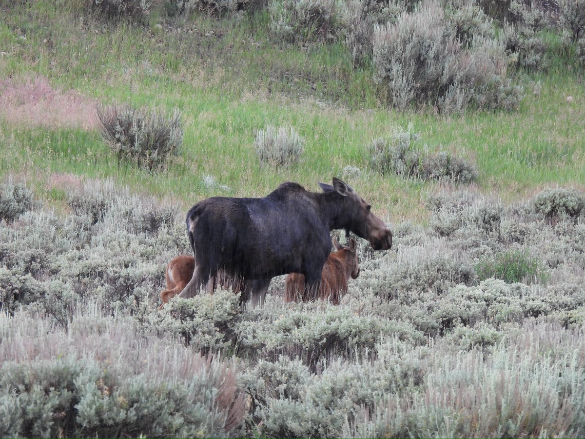 lesley7007's tweet photo. Some good Moose sightings in Grand Teton Park https://t.co/Lojpmp4qzy