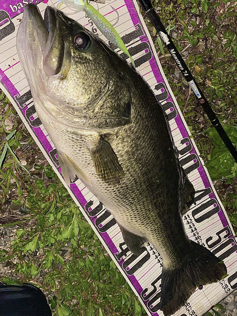 lakebiwa_bait's tweet photo. 2日分の釣果です！サカマタやったりグラスピースフレックスやったり。約2ヶ月ぶりの南湖を楽しませてくれた魚に感謝！ https://t.co/y5OJxkW9H1