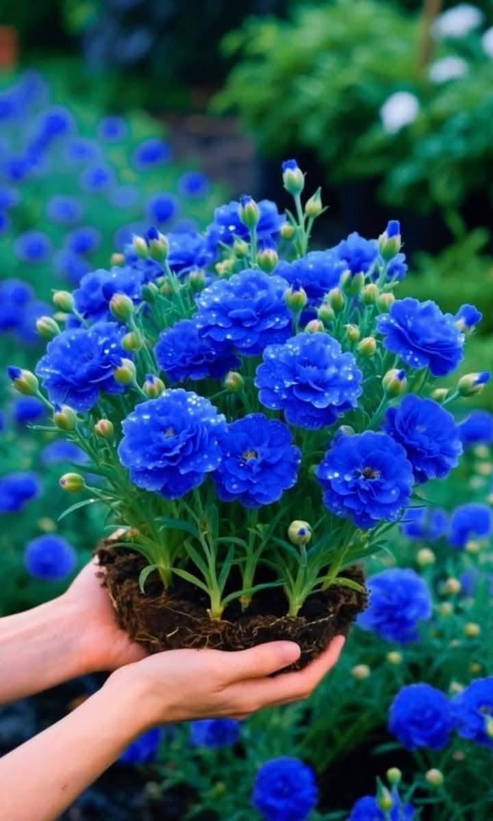 flowersworld298's tweet photo. https://t.co/qy64zrIlxb