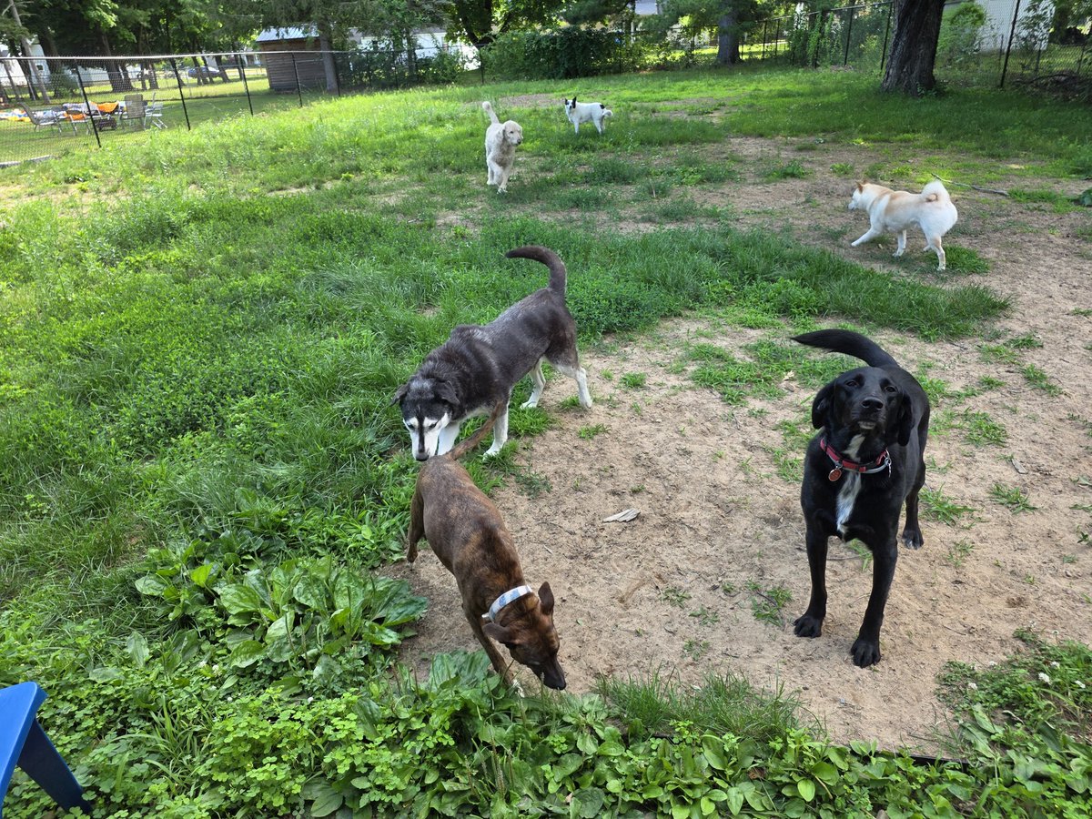 holyonebackup's tweet photo. #furtasticstay #petsitter #shibainu https://t.co/OjG7BttXlb