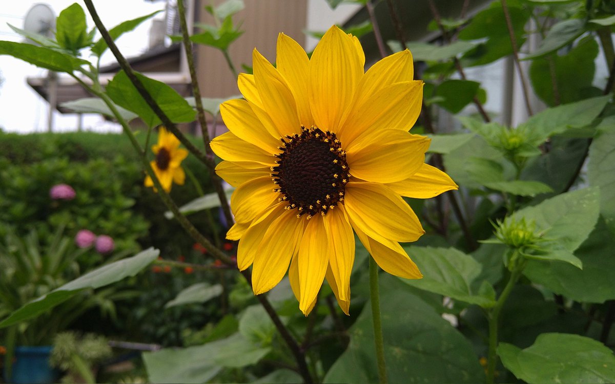 key6636's tweet photo. ７月ですね～🌻庭の花も夏間近😄
#戦争に反対するお花畑の会 https://t.co/FLfKD413NT