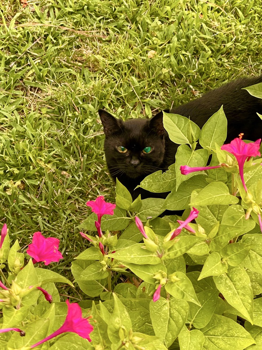 DavidADeel's tweet photo. Mao says hi! https://t.co/3qxHltVYVS