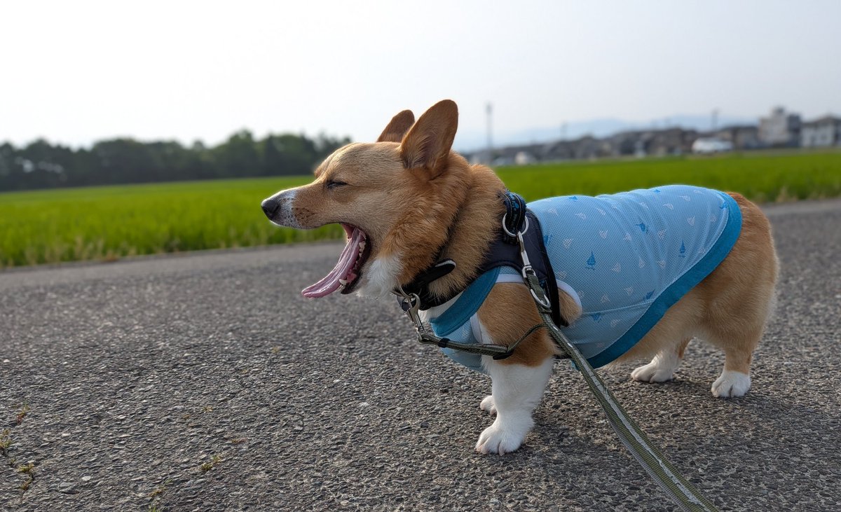 rikio0821's tweet photo. ٩(*´︶`*)۶おはよ〜♬朝んぽ🐾
今朝は️️️⛅️お友達🐶と途中まで一緒に｡｡｡"8-(*o･ω･)oﾃｸﾃｸ🎶お喋りしながら歩きました😊
お別れしてからは少しスピードアップでテクテク👣🐾💨✨ルイたんありがとね🤭
今日も元気によろしくワン🐶❣️
#コーギーのいる暮らし https://t.co/Z9LLZ8tTcd