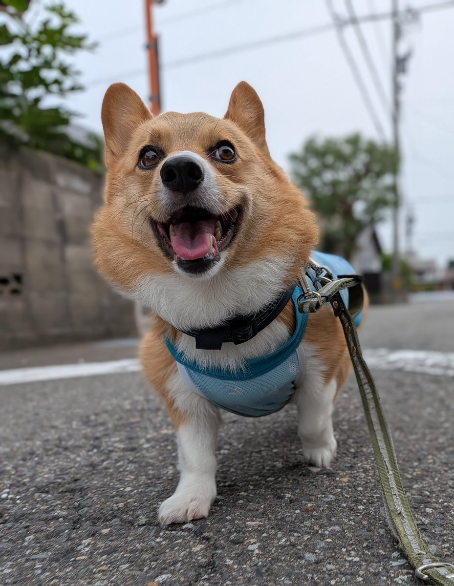 rikio0821's tweet photo. ٩(*´︶`*)۶おはよ〜♬朝んぽ🐾
今朝は️️️⛅️お友達🐶と途中まで一緒に｡｡｡"8-(*o･ω･)oﾃｸﾃｸ🎶お喋りしながら歩きました😊
お別れしてからは少しスピードアップでテクテク👣🐾💨✨ルイたんありがとね🤭
今日も元気によろしくワン🐶❣️
#コーギーのいる暮らし https://t.co/Z9LLZ8tTcd