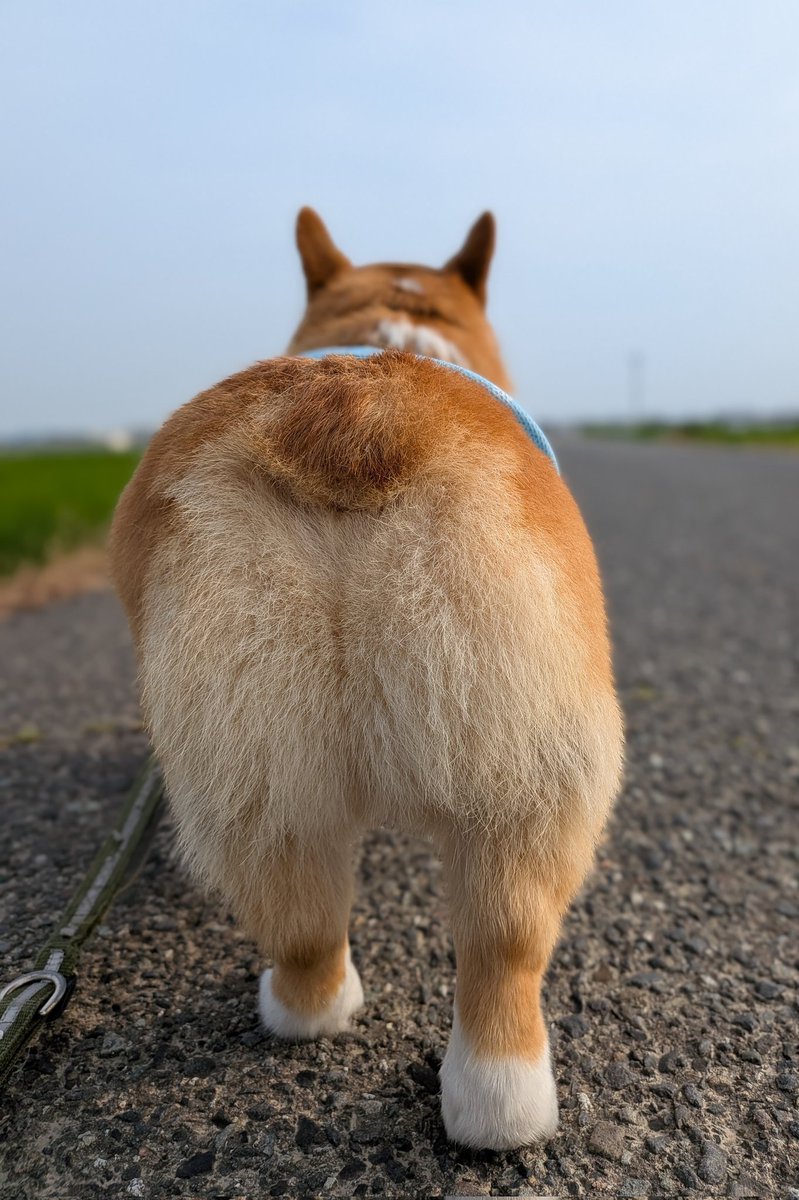 rikio0821's tweet photo. ٩(*´︶`*)۶おはよ〜♬朝んぽ🐾
今朝は️️️⛅️お友達🐶と途中まで一緒に｡｡｡"8-(*o･ω･)oﾃｸﾃｸ🎶お喋りしながら歩きました😊
お別れしてからは少しスピードアップでテクテク👣🐾💨✨ルイたんありがとね🤭
今日も元気によろしくワン🐶❣️
#コーギーのいる暮らし https://t.co/Z9LLZ8tTcd