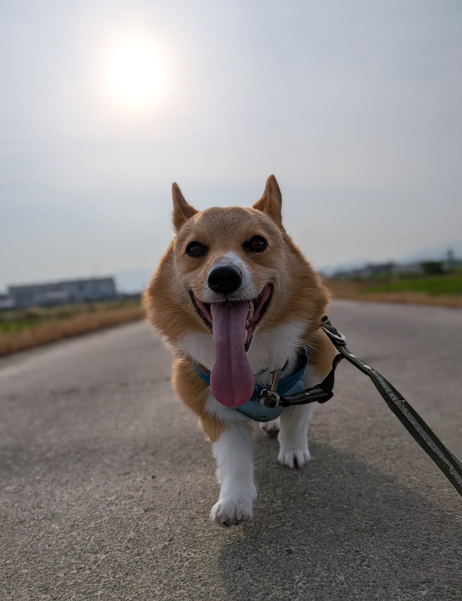rikio0821's tweet photo. ٩(*´︶`*)۶おはよ〜♬朝んぽ🐾
今朝は️️️⛅️お友達🐶と途中まで一緒に｡｡｡"8-(*o･ω･)oﾃｸﾃｸ🎶お喋りしながら歩きました😊
お別れしてからは少しスピードアップでテクテク👣🐾💨✨ルイたんありがとね🤭
今日も元気によろしくワン🐶❣️
#コーギーのいる暮らし https://t.co/Z9LLZ8tTcd