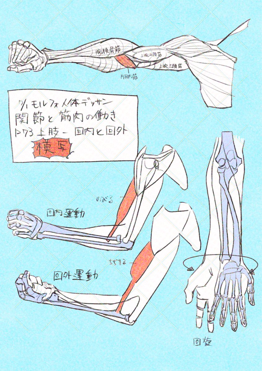 buchi_pastel's tweet photo. おはようモルフォ人体デッサン模写！！今日も腕の筋肉もの続き！腕を回転させると上腕二頭筋が伸び縮みすると書いてあったので、やってみたら本当だった！ https://t.co/nG6GZS1jnq