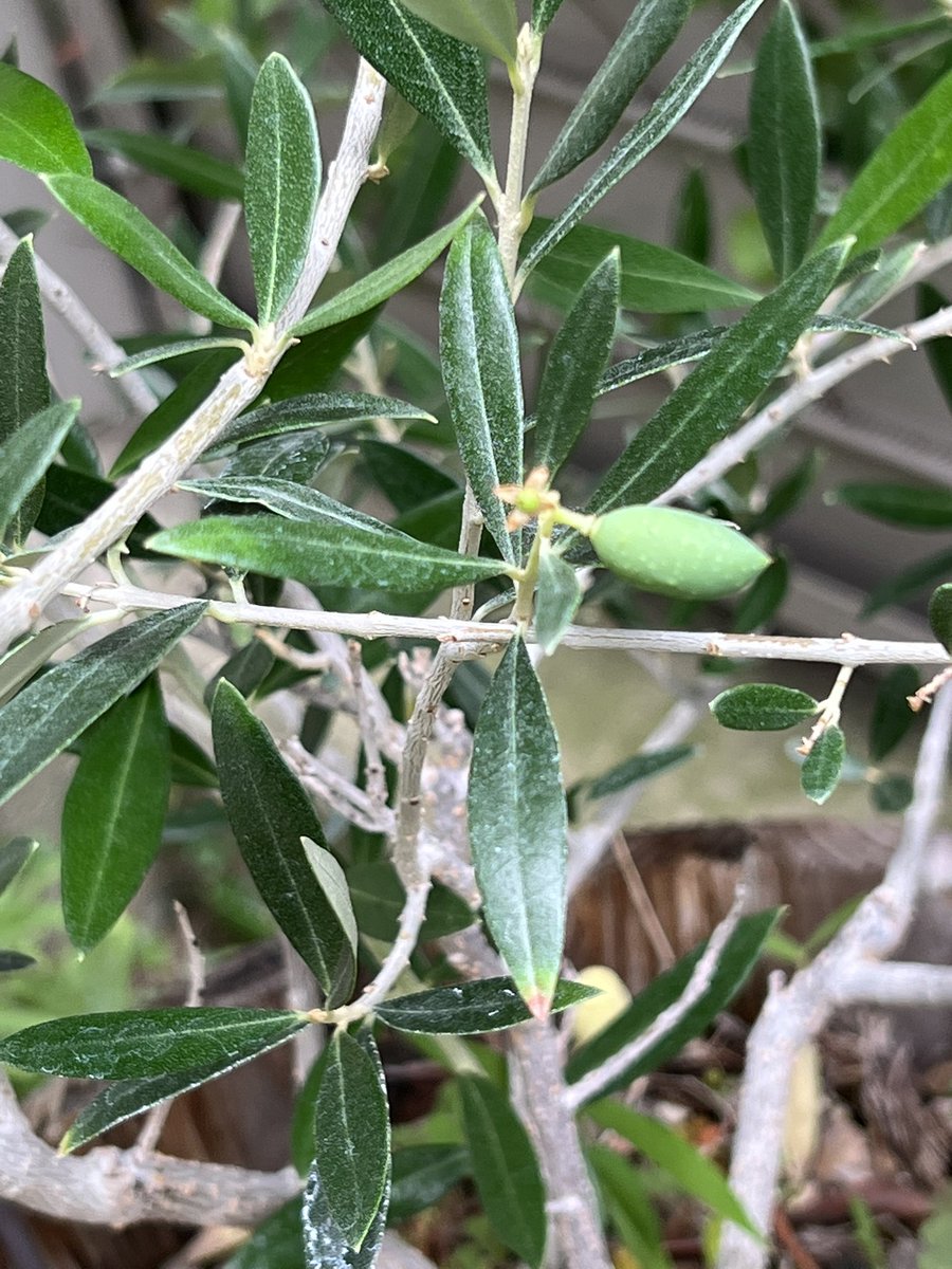 こ、これはオリーブ🫒？ついに実がなった！？👀 一株しか植えてないし