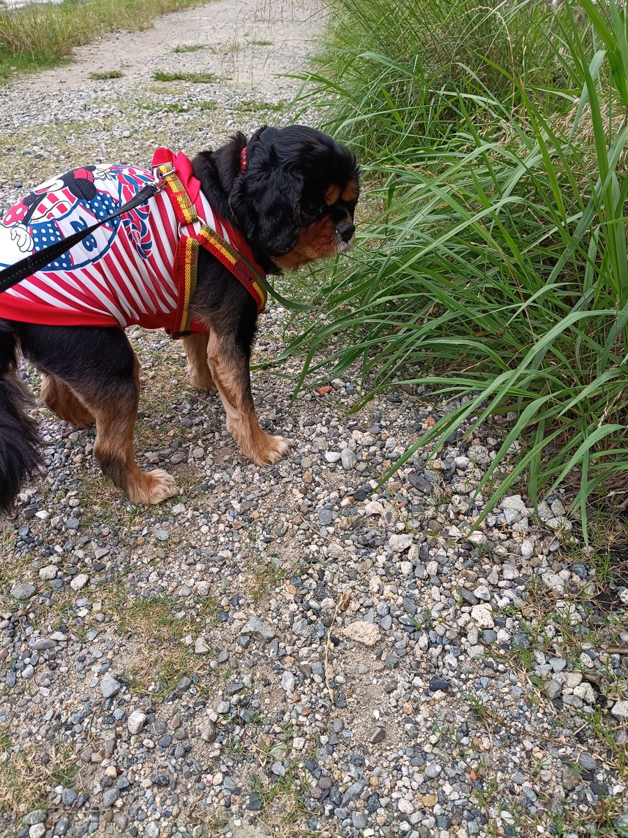 hamar89vs's tweet photo. 今日の同伴出勤タイム🐶
雨が降る〜てなことで急いでいきました。何故かいつもより長め😅
出勤前の奥様が玄関前でお待ちになられてましたよ😰
今日お休みですが、やること詰め込んだんで今日も忙しい😓
#キャバリアの女の子
#なんなら仕事の時より忙しい
#貧乏ヒマなし https://t.co/HgBXI6G8nW