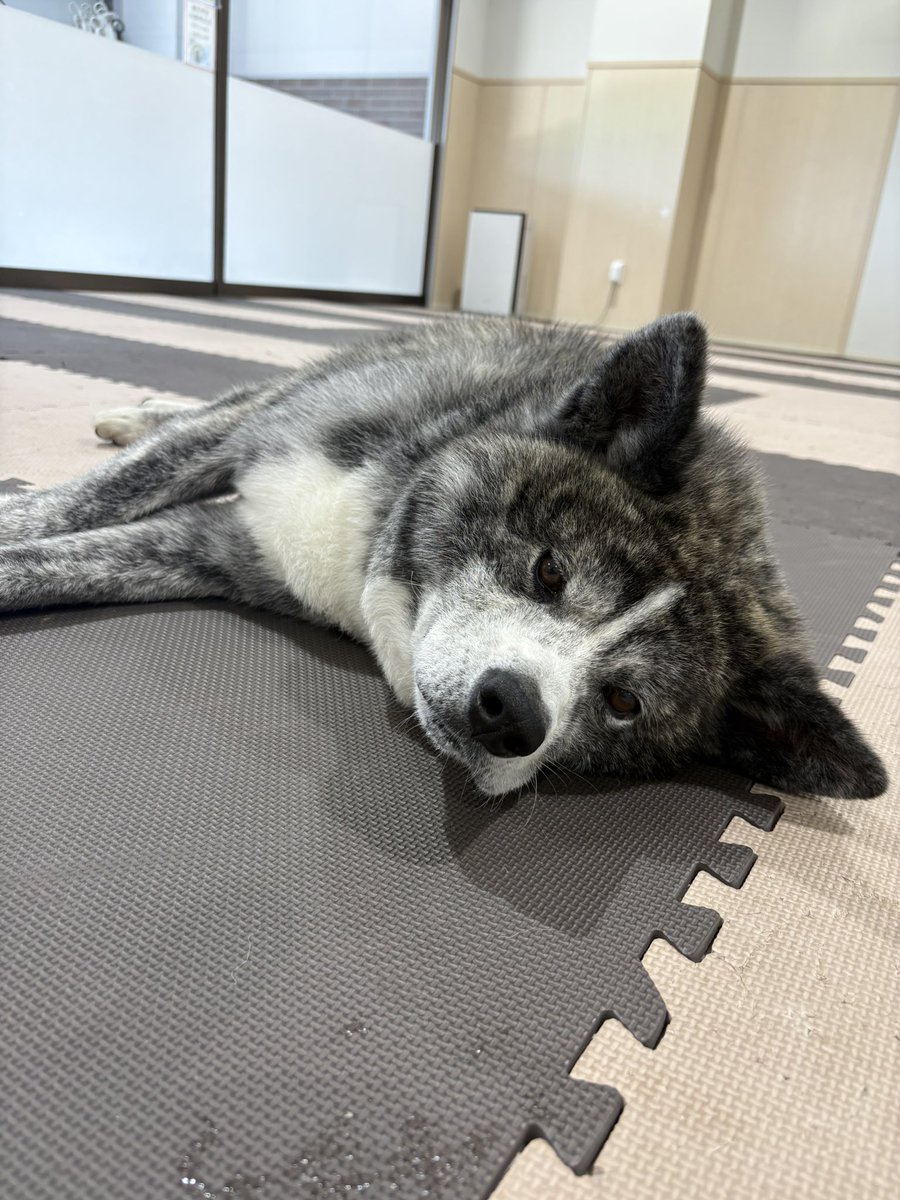 odate_akitainu's tweet photo. 本日7月1日(水)
午前の部(9:30~13:00)は、
虎毛の男の子｢銀(ぎん)くん｣(9歳)がお出迎え中です🖤🐾

come say hello to Gin ！
M , 9y.o., good looking.

#きょうの秋田犬 #秋田犬の里 
#akitainu #akita https://t.co/n9s7GD1wF6