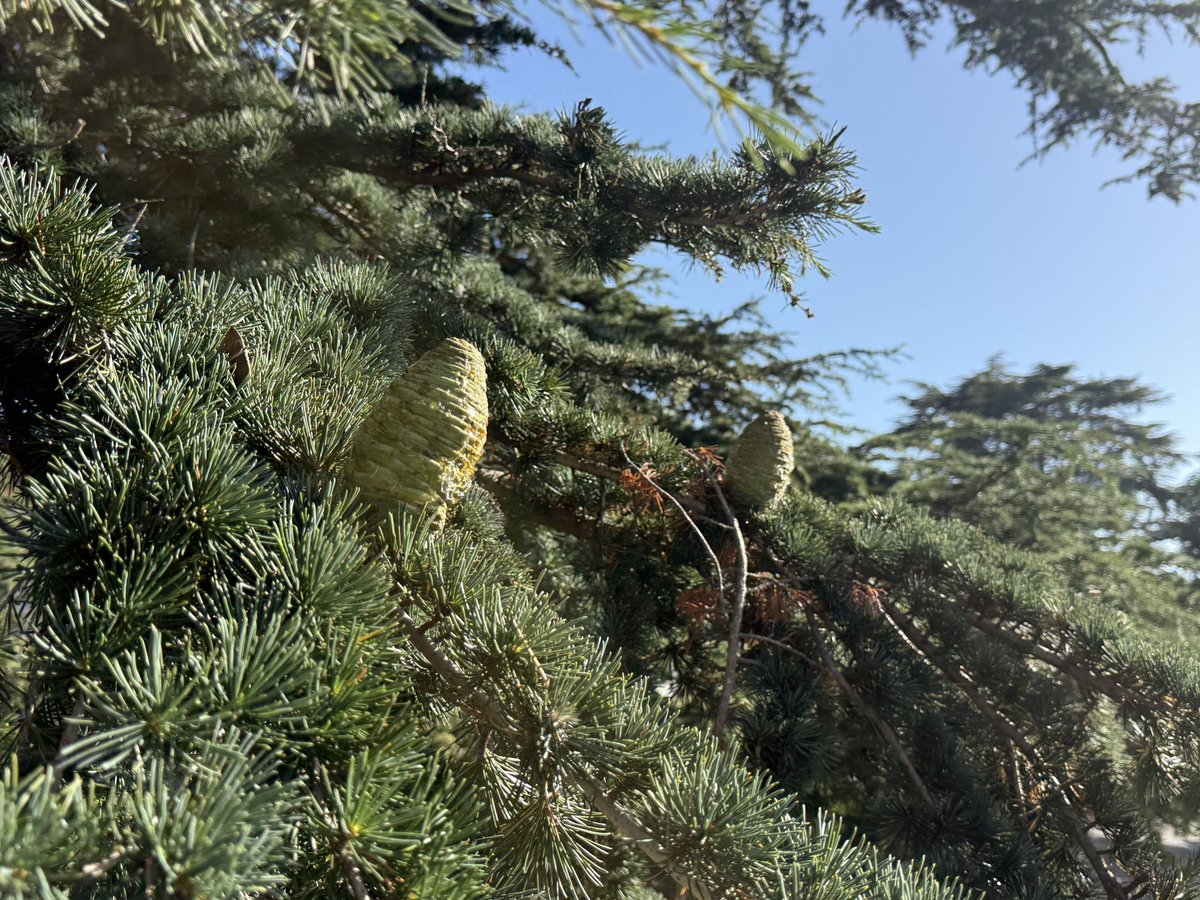 barryhashimoto's tweet photo. Cedrus atlantica—a mature individual of this endangered species, one of only four true cedars together with the Lebanese, Cyprus, and Deodar cedars. Cones totally saturated in the best-smelling sap. Virtually unseen in the wild. https://t.co/Z9qbfTMKnd