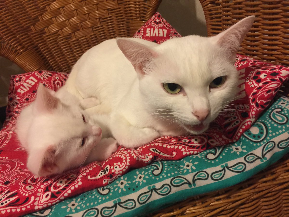 nekoiro_'s tweet photo. カメラに怒ってます 🐾😾 https://t.co/mDenXBoBUV