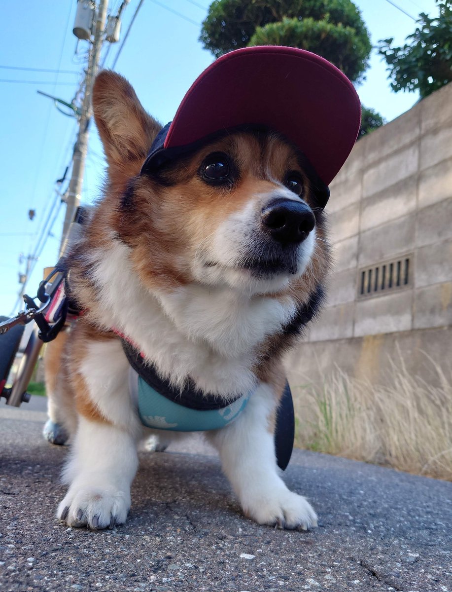 rikio0821's tweet photo. リッキー🐶🌈❣️おはよう😊
今朝はキリッとイケわん🐶✨だね💕
#お空組 #リッキー🐶 https://t.co/zFkzNwst1x