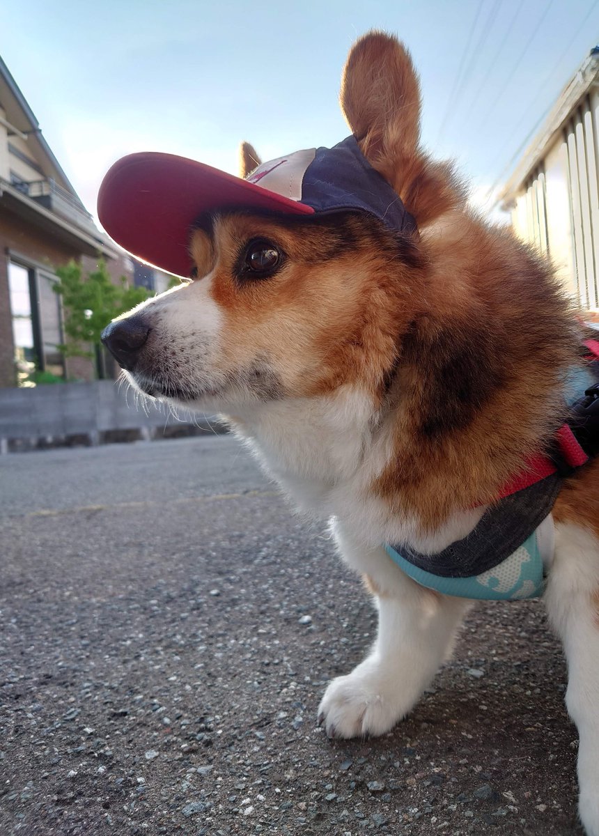 rikio0821's tweet photo. リッキー🐶🌈❣️おはよう😊
今朝はキリッとイケわん🐶✨だね💕
#お空組 #リッキー🐶 https://t.co/zFkzNwst1x