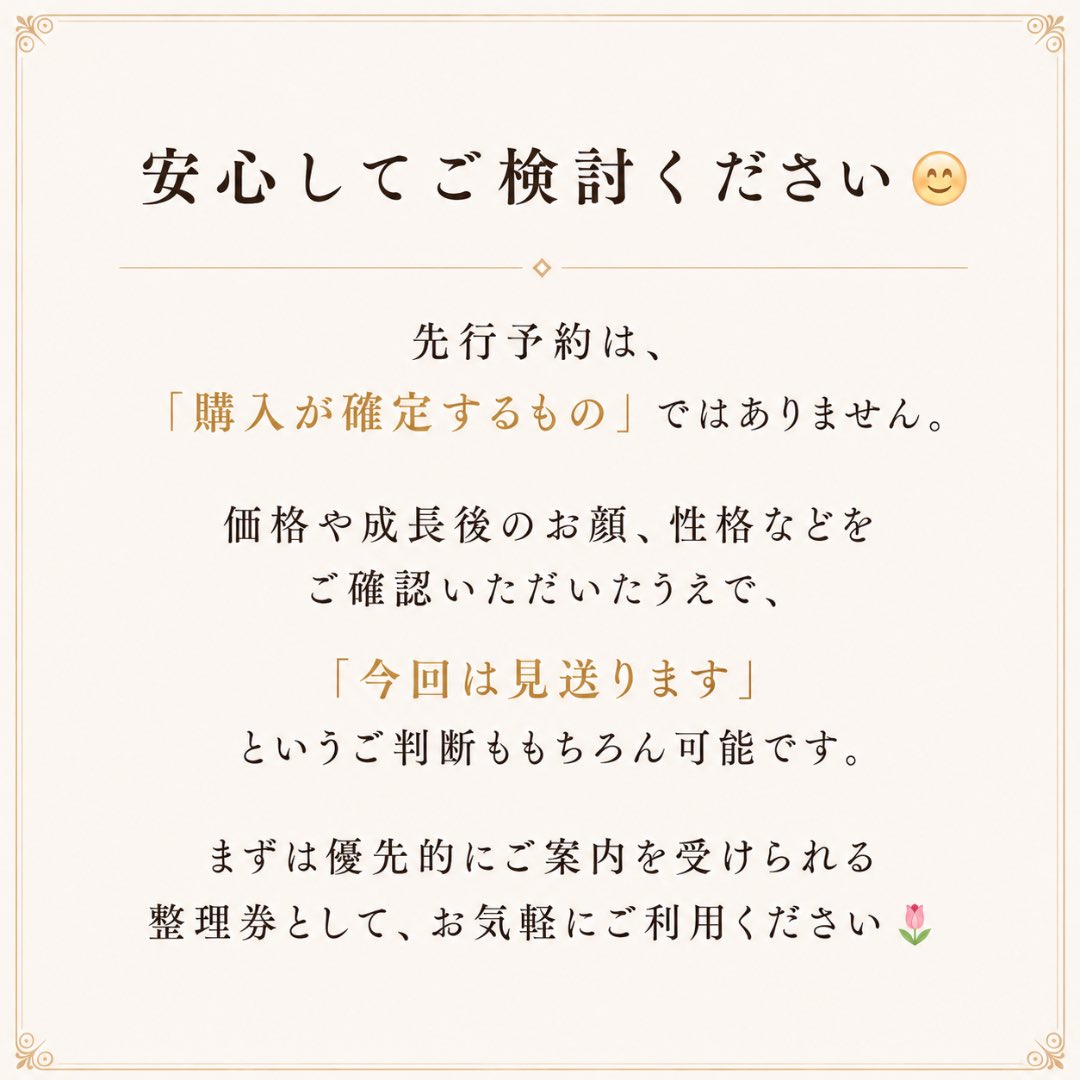 Puumama_38's tweet photo. 小さな犬舎
mogmogmonsters🐾

私たちは
🐶ボストンテリア
🐶ポメラニアン
🐶チワワ
を育てている小さな犬舎です🐶
⁡
7月6日（月）20:00より
✨公式LINEお友だち限定✨
先行予約をスタートします！⁡

🌷当犬舎では、生まれたばかりの子犬にすぐ価格を付けず、成長を見守ってから価格を決定しています。

そのため、価格決定後に順番にご案内する【先行予約】を行っています😊

詳しい仕組みは
コメント欄からご確認いただけます✨
⁡
皆さまとの素敵なご縁を楽しみにしています🌷