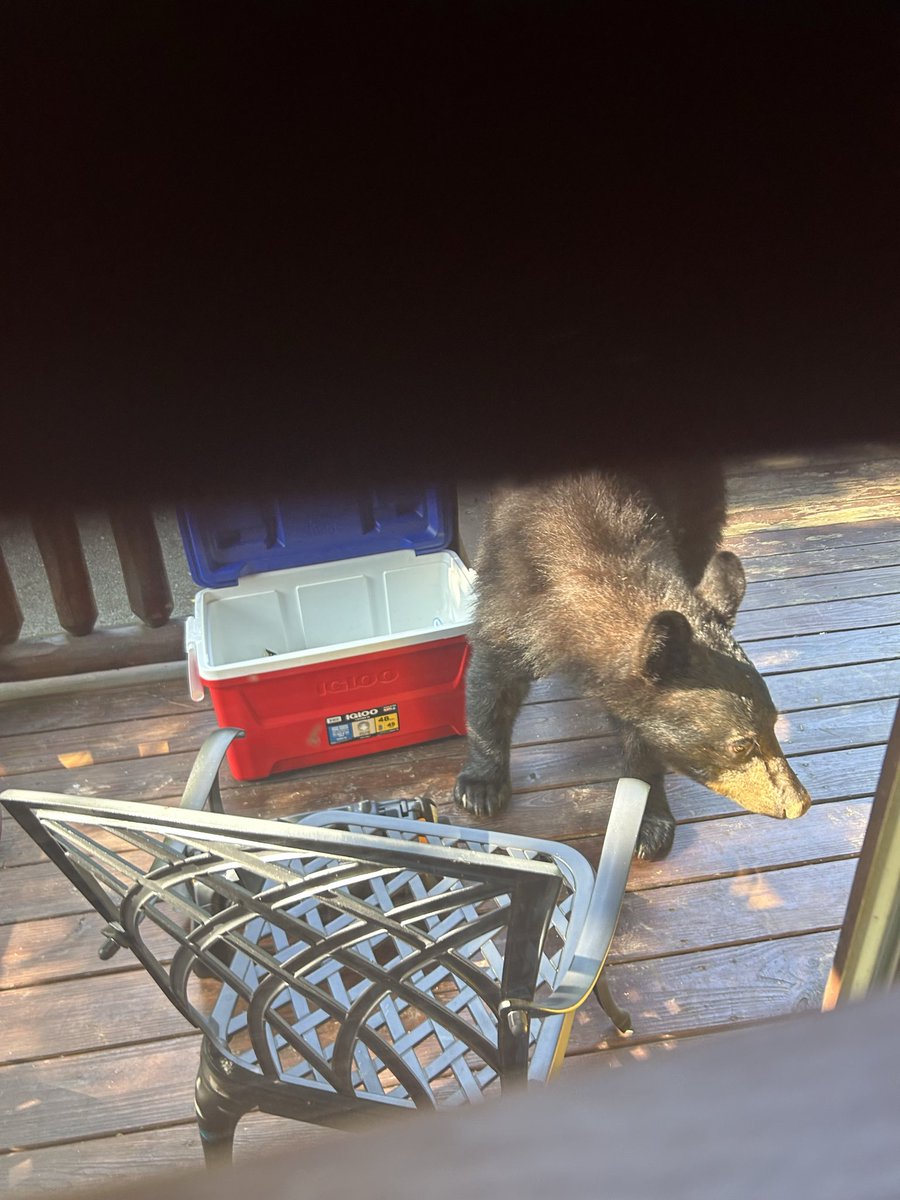 TableTurquoise's tweet photo. Hey @magellanoutdoor… some coolers claim they’re bear-proof. Yours just proved it.

Glad I had my Magellan Pro to keep my @buschlightapple and @michelobUltra ice cold and locked down. 🍻❄️

The bear managed to clean out the @igloo… but never got into the Magellan. https://t.co/SeShEwSTdD