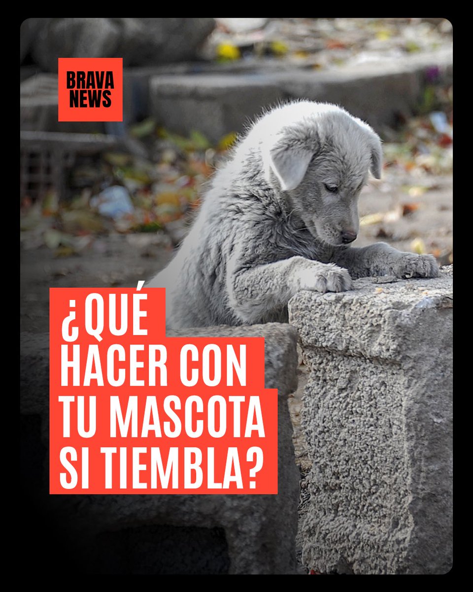 BravaNewsco's tweet photo. ¿QUÉ HACER CON TU MASCOTA SI TIEMBLA? 🧶Información de protección civil y Cruz Roja. #Venezuela #mascotas #sismo #BRAVANEWS https://t.co/hWHMI9Agv2