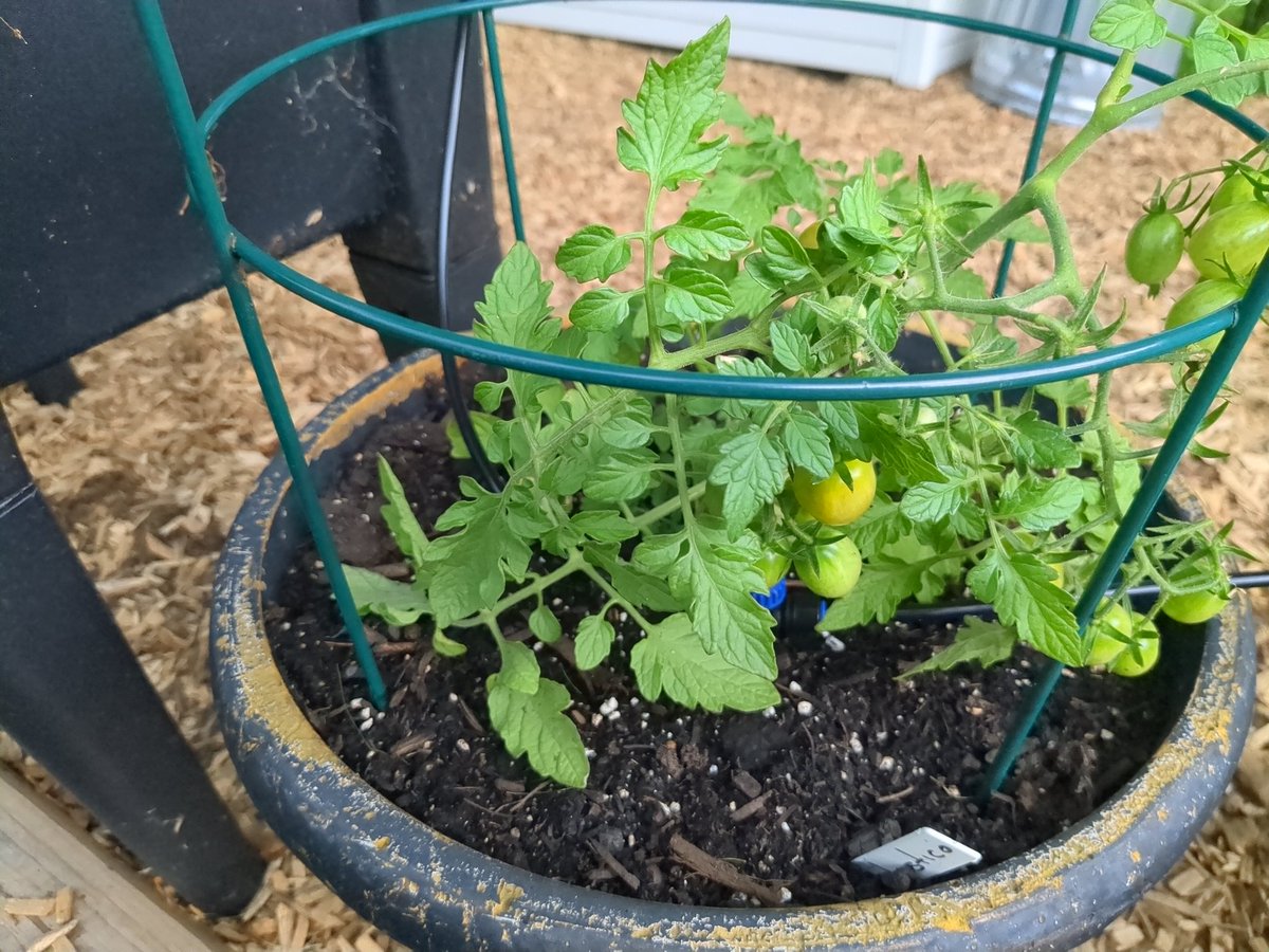 OjiArchive's tweet photo. I have a new garden rig this year. https://t.co/3dks7Nmqod