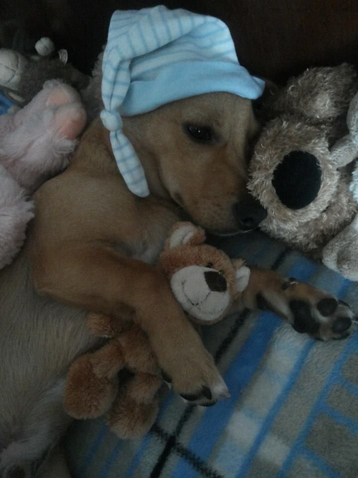SiliGremlin's tweet photo. All tucked in,, got my plushies,,, yeppp #SleepTime #GoogNight #DontLetTheBedBugsBite https://t.co/uCrszXLiqo