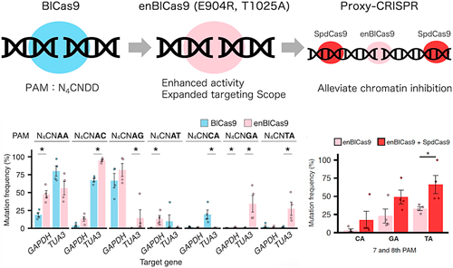 JspbOfficial's tweet photo. [Plant Biotechnology  43-2]
Targeted mutagenesis and base editing using engineered Brevibacillus laterosporus Cas9 with expanded target scope in rice
Negishi K., et al.

イネのゲノム編集における改変型BlCas9 (enBlCas9)の有用性を検証。

https://t.co/xgxTiQE37P https://t.co/qPQ3h2RZ9h