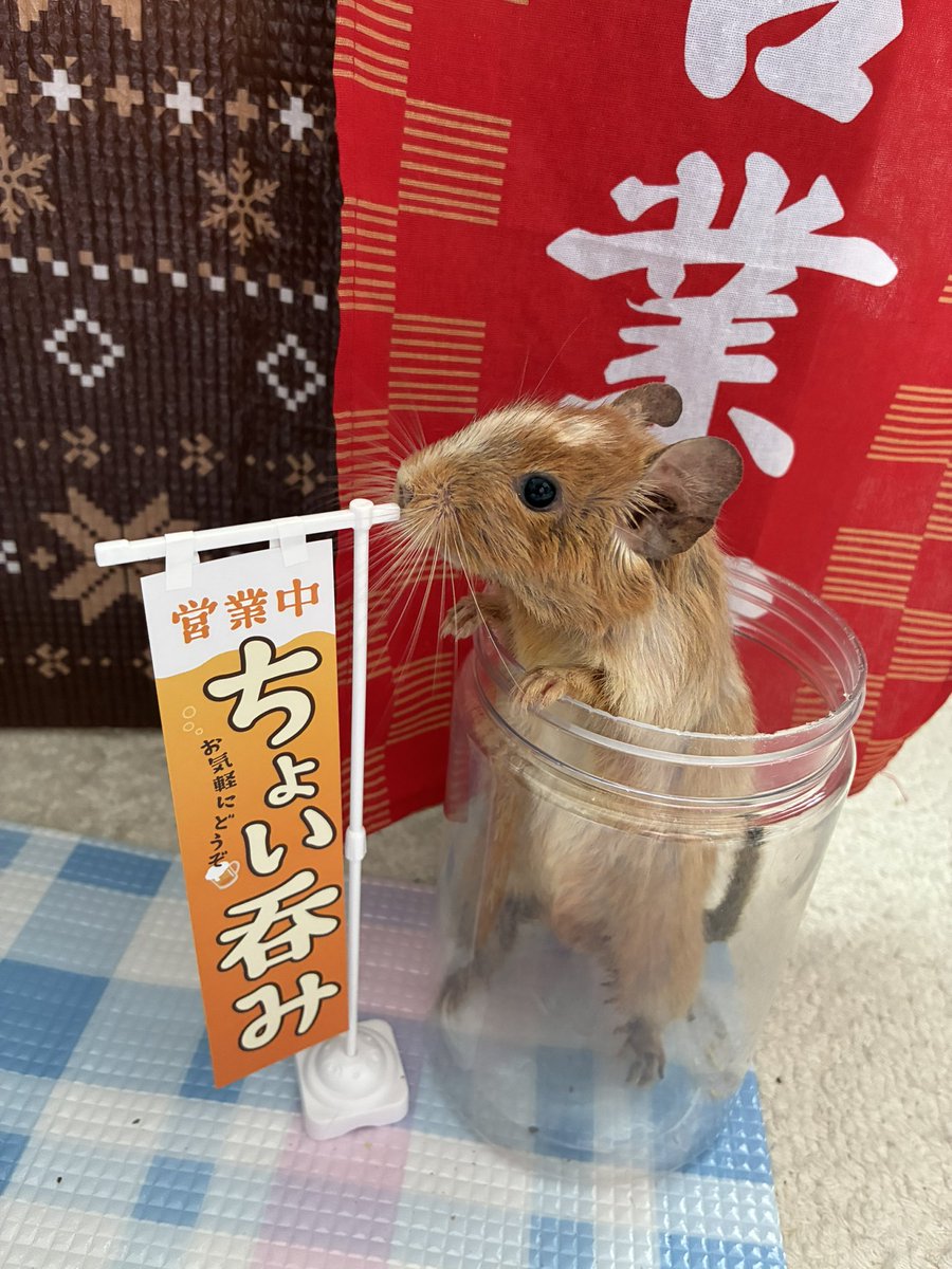 tartepanda's tweet photo. @oTFd9eAltT2684 ウニちゃんお誕生日おめでとうでち〜🎉🎉🎉
同い年でちね♡これからも元気でたくさん食べるでちよ😋(我が家代表 モカ姉より) https://t.co/v7u7ZaLxjY