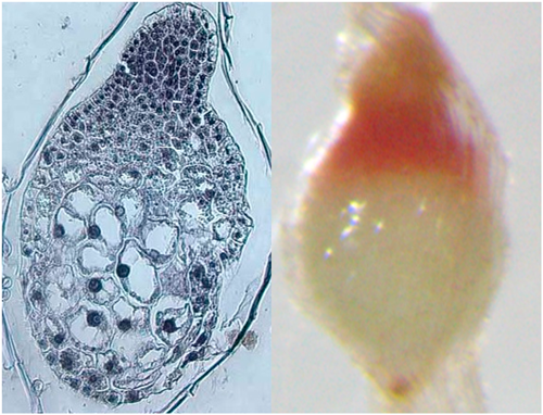 JspbOfficial's tweet photo. [Plant Biotechnology  43-2]
Evaluation of viable regions for successful cryopreservation of orchid protocorms
Hirano T., et al.

シランのプロトコームを用い、生存領域に着目して超低温保存の最適条件を効率化。

https://t.co/PswP4ppMLt https://t.co/BNVx0BEhuc