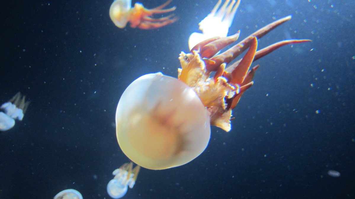 DirecterofLight's tweet photo. 成長しきったビゼンクラゲの異生物感ほんとに好き https://t.co/s828yc3QpI