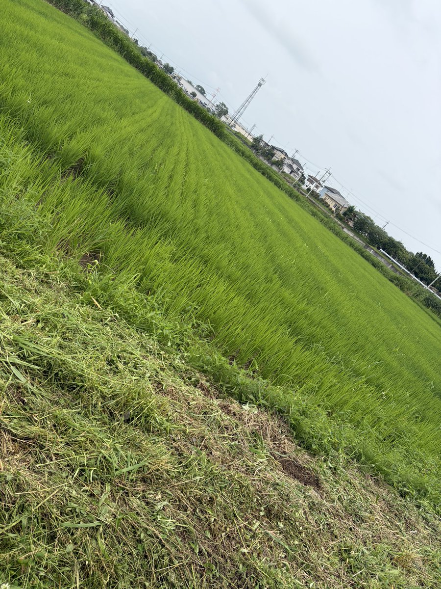 K_N_mikage's tweet photo. 用水機場に泥棒が入って機械が壊され、直るまで水が出ないと😠
水大事なのに😠
本当に許せない😠

とりあえず草刈り😠 https://t.co/43cBuwlPGc