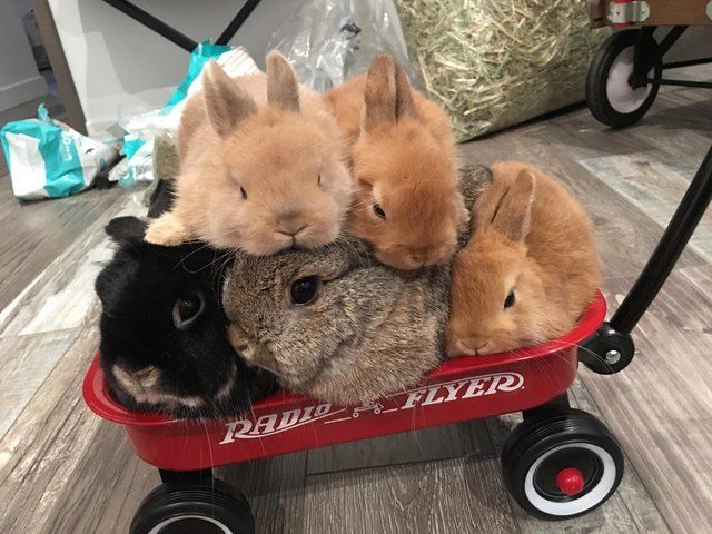 bnuybunny's tweet photo. https://t.co/wxphfyoQGn