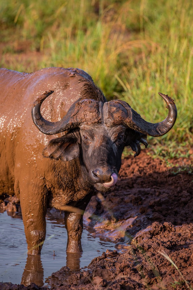 MusinguziElly1's tweet photo. Adult male buffaloes(bulls) are easily identified by a continuous, hardened bone shield across the top of their heads known as a "boss."

Older, solitary males often known as "dagga boys" leave the main herds, they are notoriously aggressive, known to wallow in mud(dagga) to cool off and protect themselves from biting insects.

Buffaloes 🐃 
Kidepo Valley National Park 📍 
#ExploreUganda 🇺🇬
