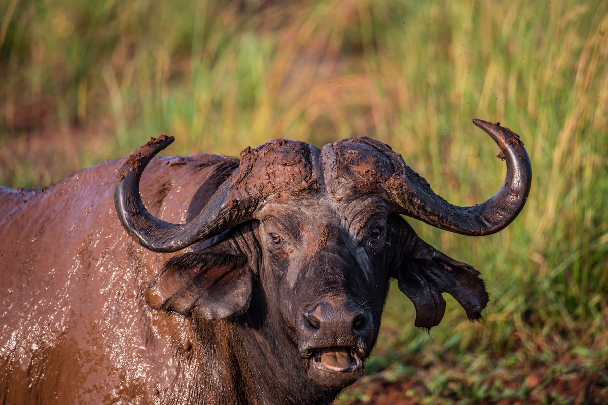 MusinguziElly1's tweet photo. Adult male buffaloes(bulls) are easily identified by a continuous, hardened bone shield across the top of their heads known as a "boss."

Older, solitary males often known as "dagga boys" leave the main herds, they are notoriously aggressive, known to wallow in mud(dagga) to cool off and protect themselves from biting insects.

Buffaloes 🐃 
Kidepo Valley National Park 📍 
#ExploreUganda 🇺🇬