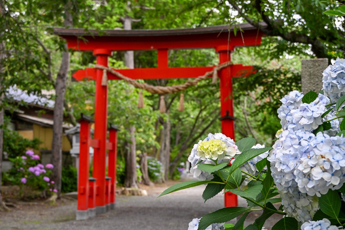 kankouiwaki's tweet photo. 💠💠 #いわき市花情報2026 💠💠
三島八幡神社のアジサイ（7月1日撮影）

半月ぶりに参拝すると、咲き始めだったアジサイが見頃を迎えていました。
手毬のようにふんわりと咲く大きな花房と、青から紫へ美しいグラデーションが境内を彩ります。この時期だけの彩りをお楽しみください。
#空ネット #ゴジてれ #ふくいま