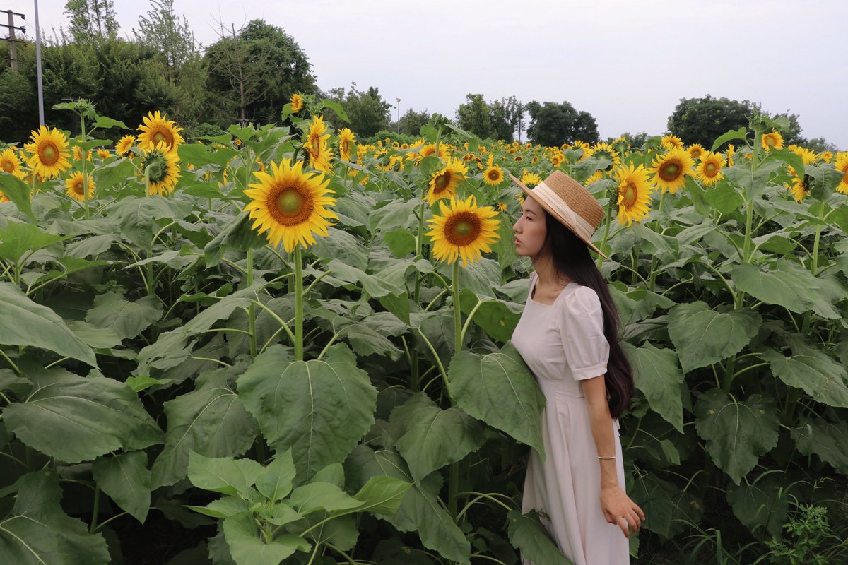*向日葵*ページ✩.*˚ 写真撮影 #向日葵 #写真
